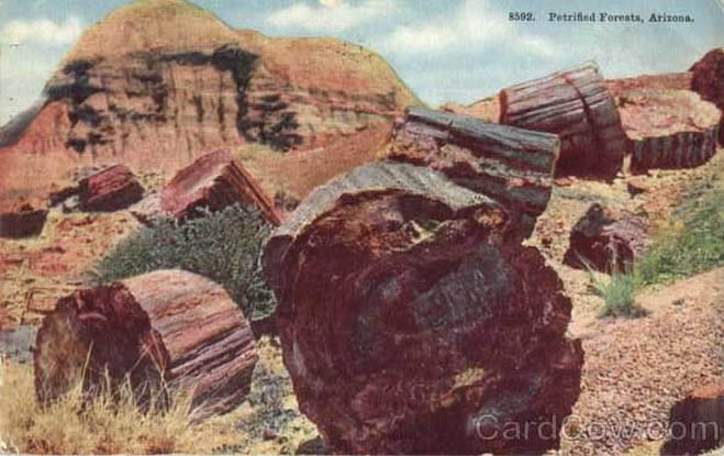 Petrified Wood